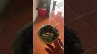 Matcha donuts!!!!!!