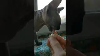 Sphynx cat Canadian sphynx Cat Grey