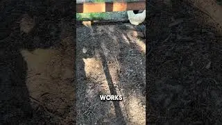 I stopped cleaning my chicken🐓 coop&hellip; and THIS happened. #garden #compost