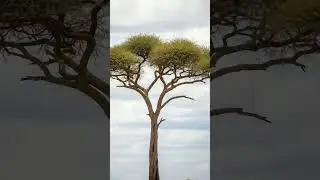 the smart monkeys and the cheetah#animals #shortvideo #shorts #short #trending #trendingshorts