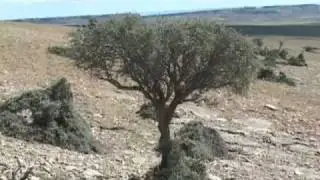 Curlleaf Mountain Mahogany - One Tough Plant