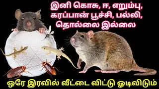 ஒரே இரவில் எலி,கரப்பான் பூச்சி,பல்லி வீட்டை விட்டு ஓடிவிடும்|kitchen tips in tamil #tips@EvaSamayal
