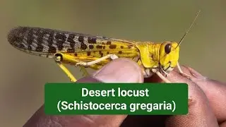 Desert locust (Schistocerca gregaria) | Migratory Insect #insects #locusts