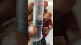 Eye worm ...#cow #cattledisease #vet #animals #dairyfarming #farming #shorts #trending #pathology