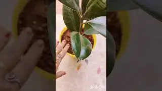 Rubber plants #indoorplants #decoration #rubbur plants #airpurifyingplant
