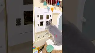 ママが病院へ行くと知った子ウサギの反応に涙&hellip;🐰　#shorts #うさぎ #rabbit