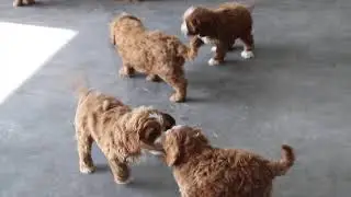 Cavapoo Puppies For Sale