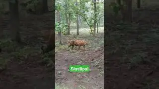 Tiger#Similipal Tiger reserves#similipal national park#Travel Experices#ytshorts#2023