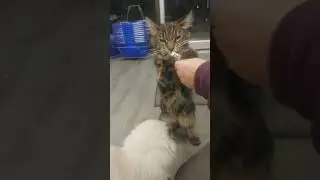 Lari and Macaroon love Kit Cat Purr Purees