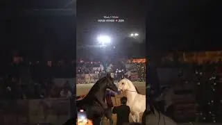 Punjab Shingar va Jigar #hourselover #punjab #punjabisong #punjabshingar #trending #viral