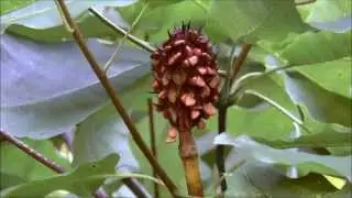 Fraser or Mountain magnolia (Magnolia fraseri)