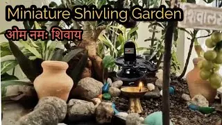 Miniature Shivling Garden   #indoorplants #shivling #plants #creativegarden #garden