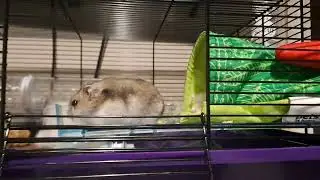 Chewy moving her Bedding around her home #hamster #petlover #petsofyoutube #cute #cutepet #shorts
