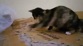 Nima Nabs a Buzzy Buggy (cat catches cicada)