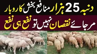 Dumba Farming in Pakistan | Dumba Price in Cattle Market ||