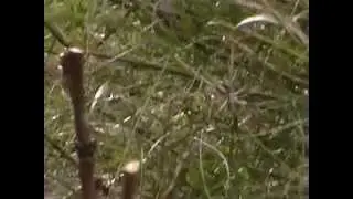 INJERTO DE ALBARICOQUE SOBRE UN CIRUELO.    ECOTURMALLORCA.COM