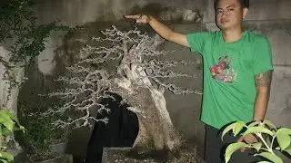 bonsai agoho update 2022 - bonsai trees for beginners - @NAZguitarBonsai