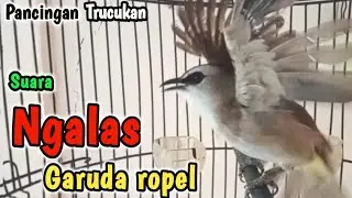 TRUCUK GACOR ... suara Ngalas Garuda Ropel panjang PANCINGAN burung trucukan agar cepat bunyi