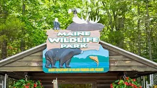 Maine Wildlife Park in Gray Maine
