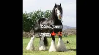 Цыганская Песня Осень Юна Ярмаш