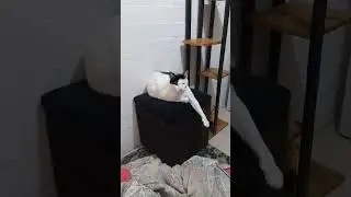 cu&aacute;ndo rompes algo y ves al pajarito que se lo dice todo a tu mam&aacute; #humor