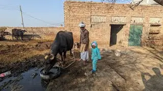 Morning buffalo drink water|| dada ji and kids with buffalo. Hm vlog Punjab.