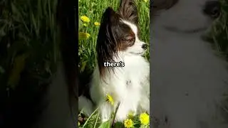 &ldquo;Small Wings, Smart Mind, The Papillon&rdquo; #dog #puppy #fyp #facts #papillon #jangkauanluas #cute #pets