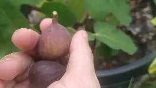 Fig Review #11 (part 2): Sangue Dolce. Still a wonderfully sweet Mt Etna fig.