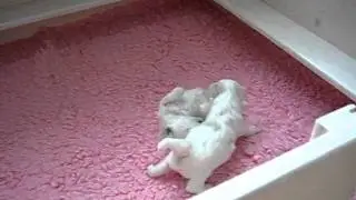 White Exquisite Malteserbabies 3 Wochen alt-C-Wurf