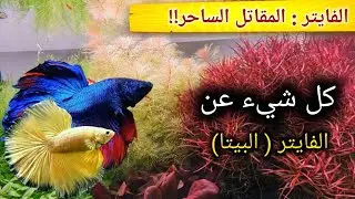 أسرار تربية سمكة الفايتر (البيتا) للمبتدئين: دليل شامل من الألف للياء!