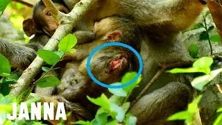 THE STORY OF BABY MONKEY JANNA, THE POOR GIRL IS INJURED 🤕 .