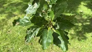 Sessile oak - leaves - June 2024