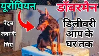यूरोपियन डॉबरमैन 👉 पेट्स लवर के लिए, डिलीवरी 🚚 आपके घर तक #doglover #pets_icon_varanasi #doberman