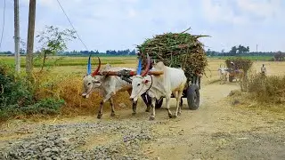 Bullock Cart heavy Mud Riding // edlabandi Bull #cowvideos
