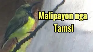 Malipayon nga tamsi