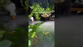 Setting up my new betta fish tank.