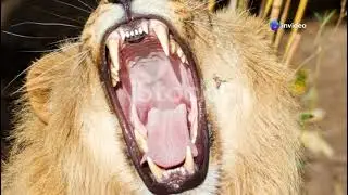 AI Alpha Male Lion leading Lion pride by Undefeatable Sports Foundation Inc by Silva Velez
