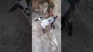 #shorts #goats #ytshorts ASP FUN TV