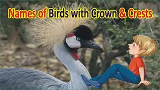 Learn the Names of the Birds with Head Crowns and Crests in English with Pictures || Lets Do Good