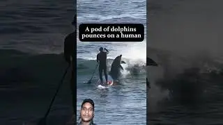 #funny #brokenhearthindi  #mountaverest #fishing #পেন্সিলবক্সবানানো #dollphine  #seafishingvideo