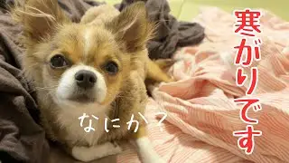 寒がりチワワの様子です#チワワ #多頭#パピー 