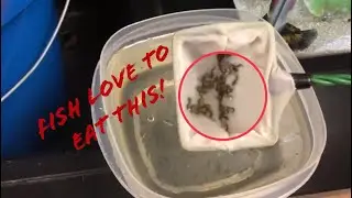Should you feed live mosquito larvae to your fish?
