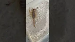 Скорпион-инвалид охотится (Leiurus quinquestriatus)