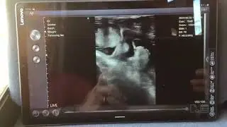 Using the Sonoptek EQ 1 Wireless Ultrasound Pregnancy Scanning equipment (Cow at 6 months)