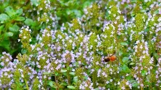 In Shakespeare's Garden: A Brief History of Thyme