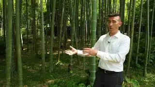 Secrets of Sengan-en - Moso Bamboo