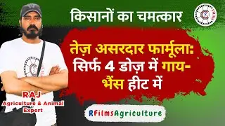 Proven Solution for Cows and Buffaloes: Heat in Just Four Doses