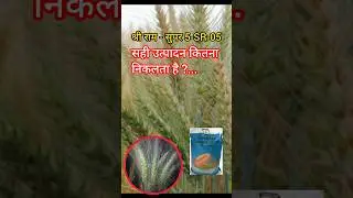 Shriram super 5 sr 05 कितना उत्पादन देती है । 5 sr 05 wheat #wheat
