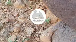 Male aggression in the Karoo dwarf tortoise (Chersobius boulengeri)