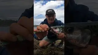 Unhooking A Fish with a Treble Hook - Simple & Effective #fishingtips #fishingtutorial #howto #hook